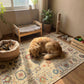 Dog and cat in a home setting with pet beds and toys.